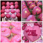 Pink Oil Based Food Coloring For Chocolate 2 Fl Oz Professional Concentrated Pink Oil Food Dye For Melting Chocolate Candy Melts
