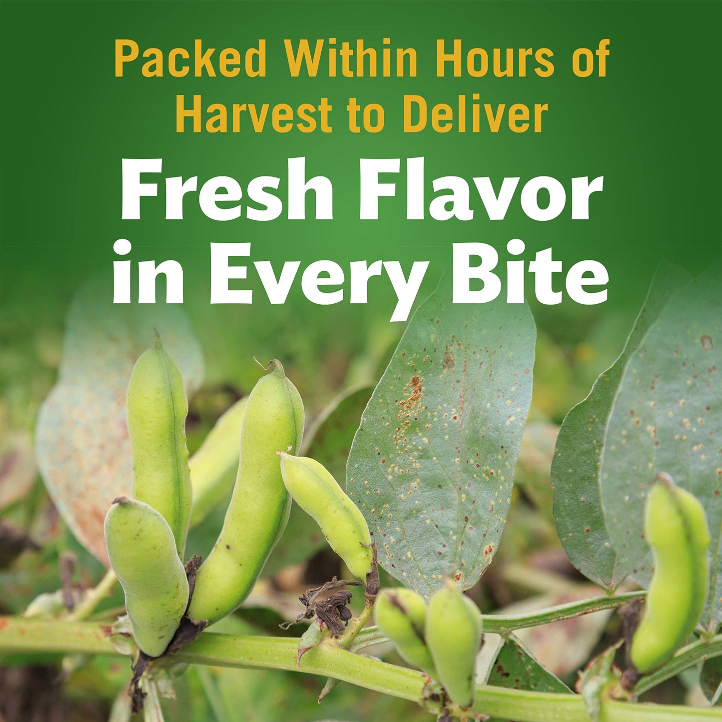 Del Monte Harvest Selects Fresh Cut Green Lima Beans, Canned Vegetables, 12 Pack, 15.25 Oz Can