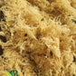 Irish Sea Moss | Gold | Saint Lucia | 100% Wildcrafted, Raw, Sun Dried | Premium Quality | With Over 90 Minerals And Vitamins, N