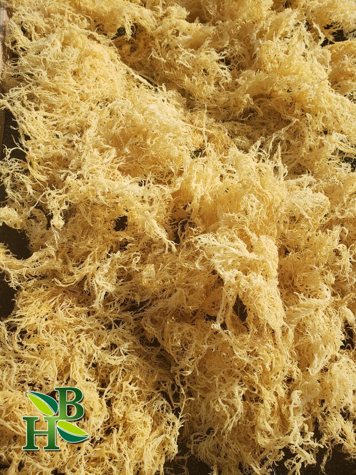 Irish Sea Moss | Gold | Saint Lucia | 100% Wildcrafted, Raw, Sun Dried | Premium Quality | With Over 90 Minerals And Vitamins, N