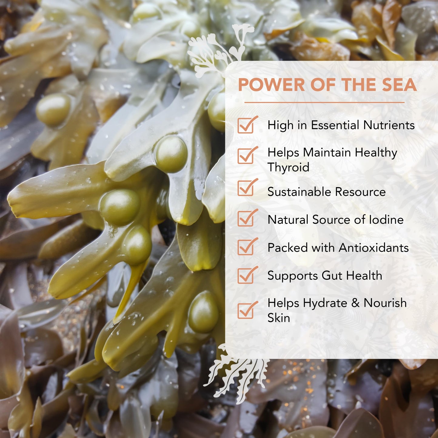 Vitaminsea Bladderwrack Dried Seaweed | Wild North Atlantic Seaweed For Snacking, Seasoning, Soups & Salads | Rich In Vitamins,