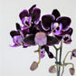 Athenas Garden Live Orchid Plant, Purple, Double Spike Phalaenopsis Blooming in Glass Container, Long Lasting, Easy Care, Model