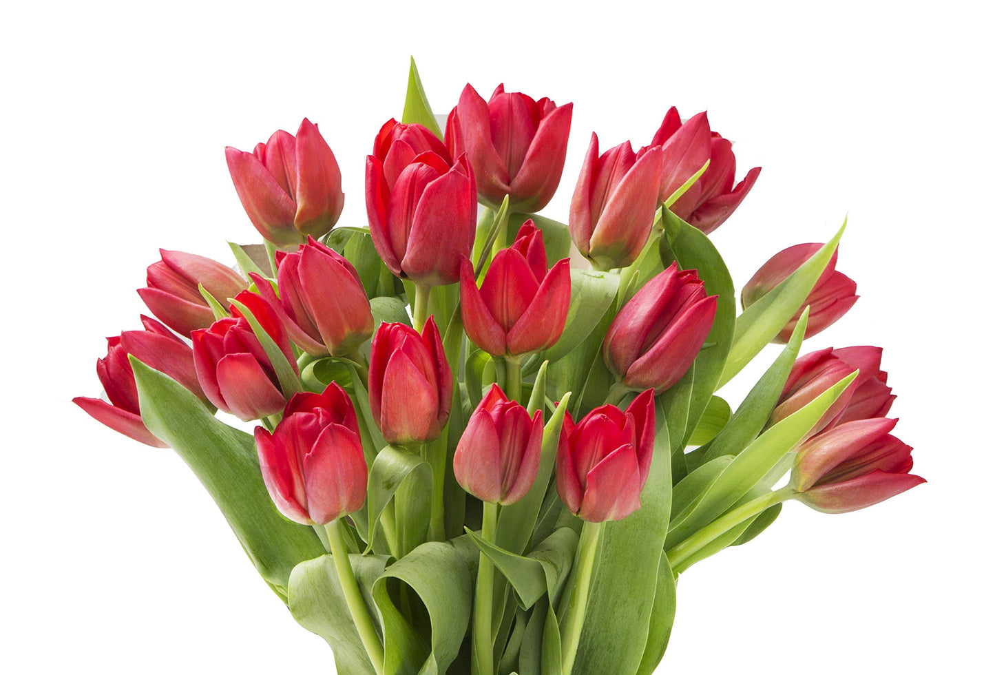 Blooms2Door Fresh Flowers - Fall Collection Red Tulips - 20 Stems - Gift for Birthday, Sympathy, Anniversary, Valentines Day