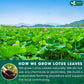 FRESHDRINKUS Lotus Leaf Tea Bags, 100% Natural, 135 Count, Eco-Conscious, No Sugar, No Caffeine, Vegan