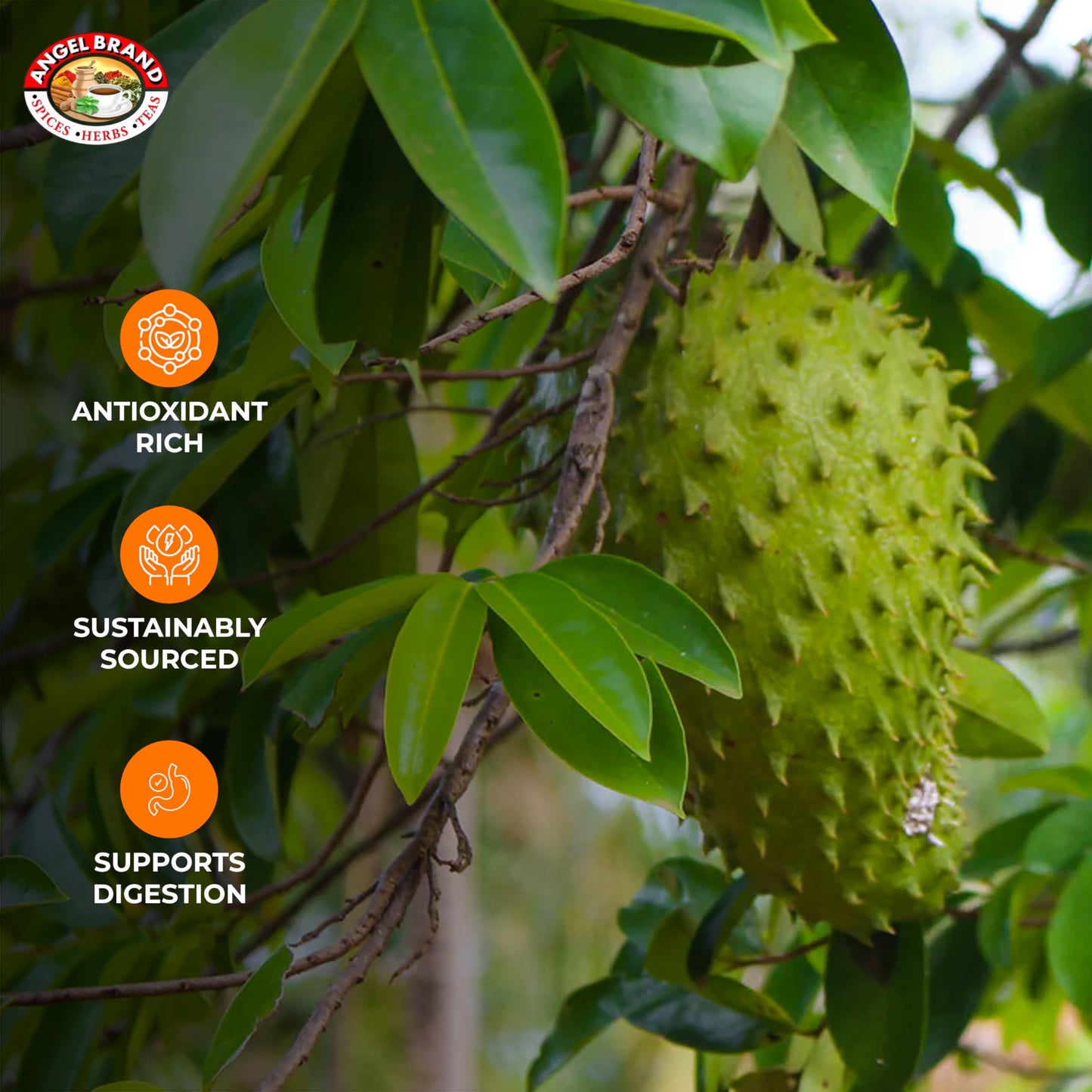 Angel Brand Soursop Leaves - Dried Guanabana Leaves For Herbal Tea, Ideal For Brewing Refreshing And Beneficial Drinks, Natural