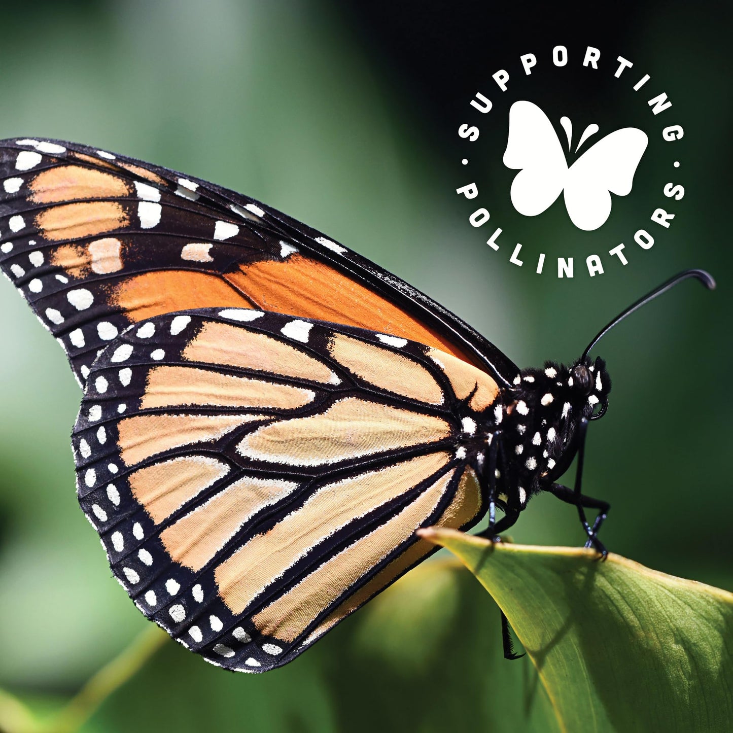 Black Jewell Aged White Cheddar Popped Popcorn, Gourmet Specialty Popcorn, 4.5 Ounces (Pack of 3)