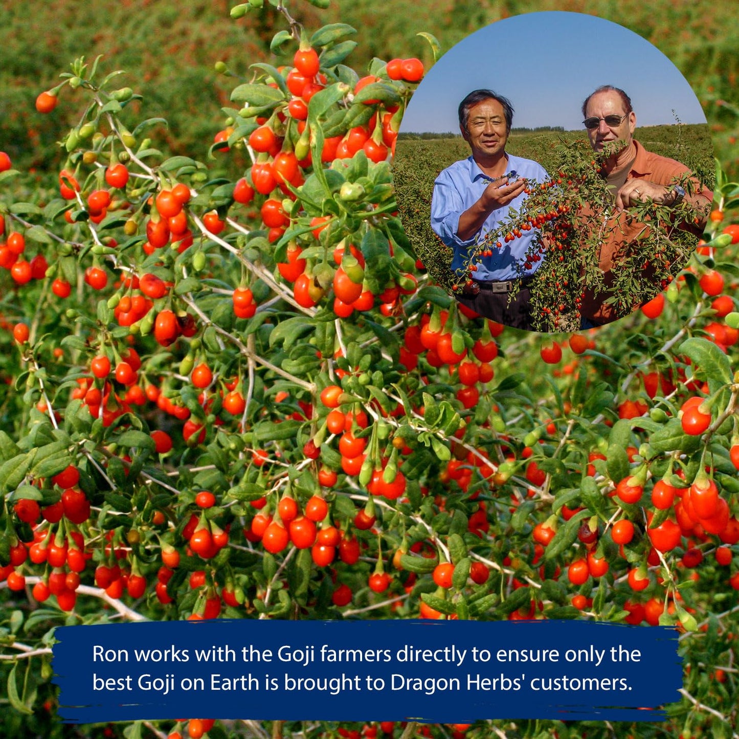 Dragon Herbs Heaven Mountain Goji Berries 8 oz. (227g), moist, fight stress, gain strength, eye vision tonic, all natural ingred