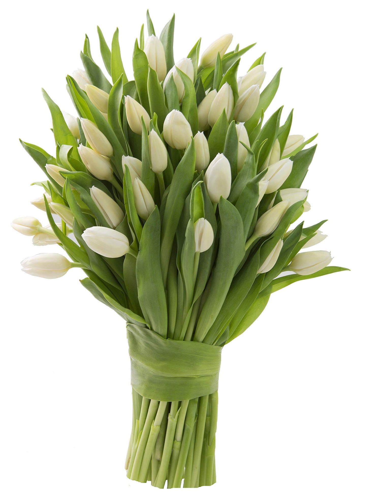 Blooms2Door Fresh Flowers - 50 White Tulips - Farm-Fresh, Cut-to-Order - Model KBDF1290-V999-A999