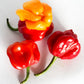 Berties Original Pepper Sauce - 17 Oz (500ml) - Made with Trinidad Moruga Red & Scotch Bonnet Peppers - Great Flavor & Heat