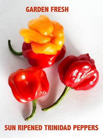 Berties Original Pepper Sauce - 17 Oz (500ml) - Made with Trinidad Moruga Red & Scotch Bonnet Peppers - Great Flavor & Heat