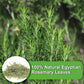 FullChea Rosemary Tea Bags - 36 Count, Non-GMO, Caffeine-free, Premium Dried Rosemary Leaves, Cultivated from Egypt