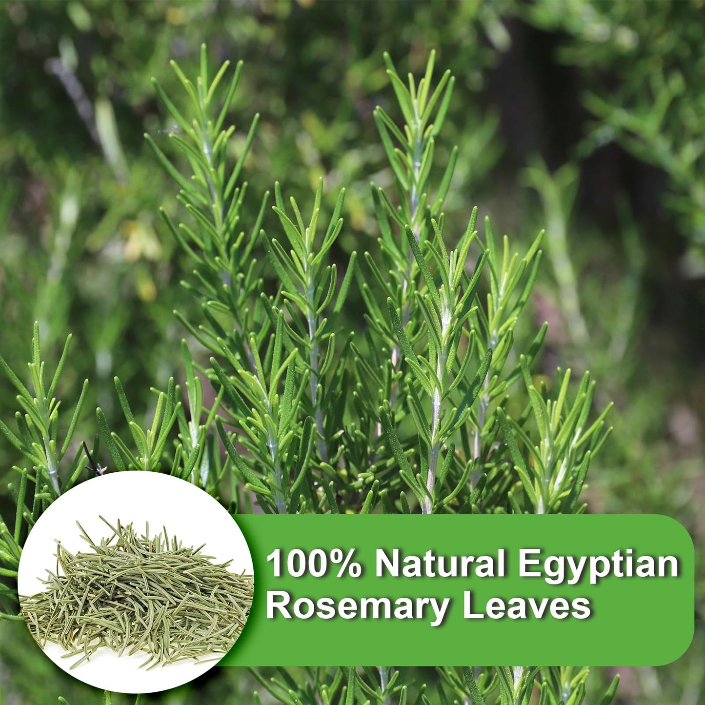 FullChea Rosemary Tea Bags - 36 Count, Non-GMO, Caffeine-free, Premium Dried Rosemary Leaves, Cultivated from Egypt