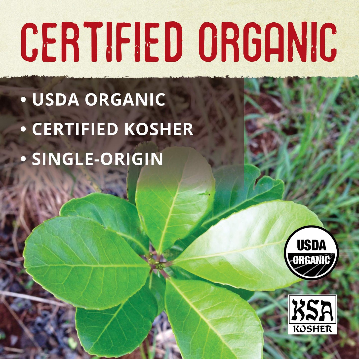 Ecoteas - Unsmoked Yerba Mate Tea - Yerba Mate Tea Bags - Yerba Mate Tea - Detox Tea - Hi Caf Tea - Organic Tea - Organic Detox Tea - Yerba Mate Unsmoked - Yerba Mate - 100 Tea Bags, 8.8 Oz - 3 Pack