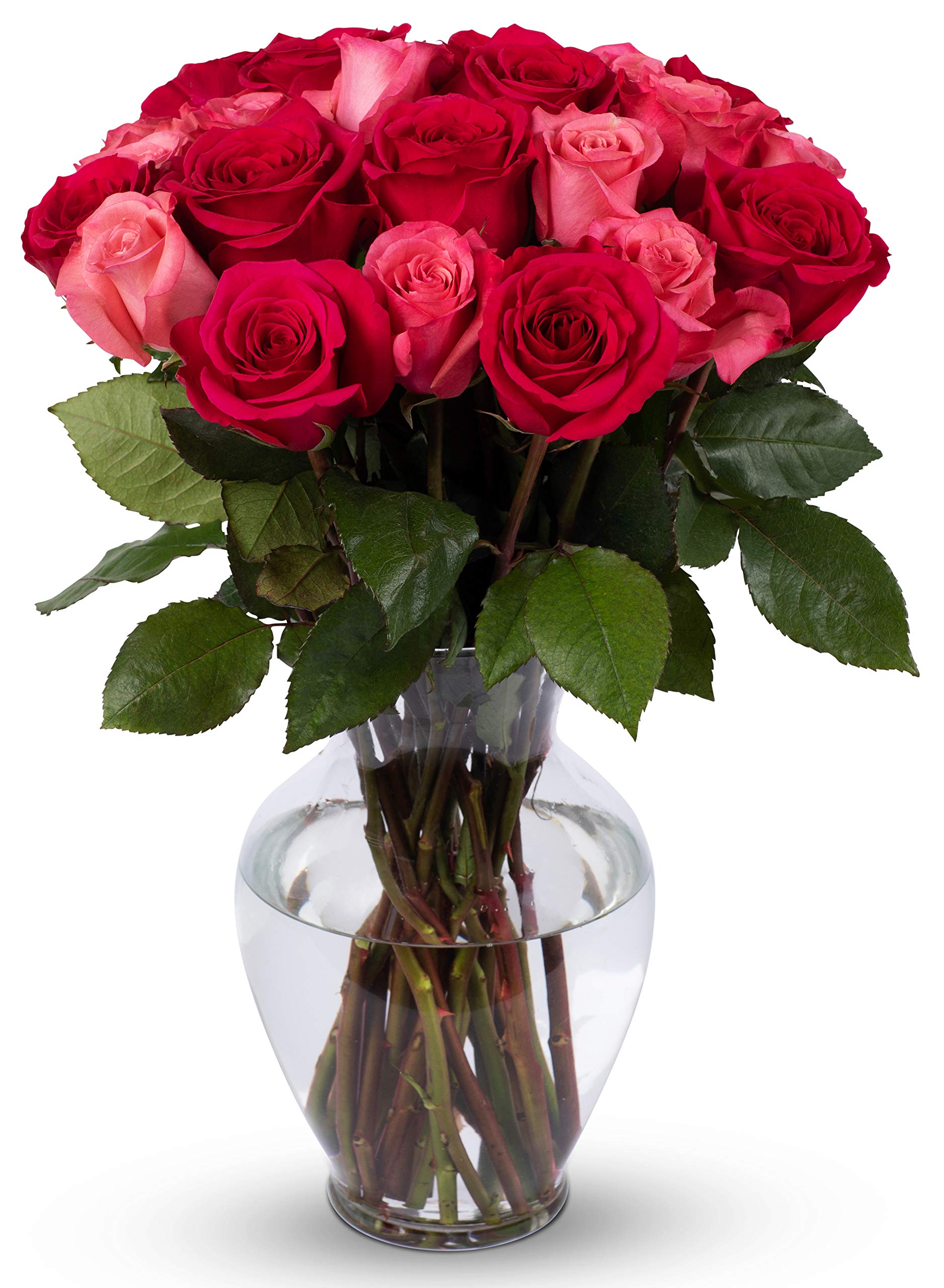Benchmark Bouquets - 24 Stem enhanced Blushing Beauty Roses (Glass Vase Included) - Flowers for Delivery - Gift for Graduation, Birthday, Anniversary, Sympathy, Get Well, Congratulations