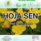 Hoja de Sen T? (Senna Leaf Tea) - 4 oz (113 g) - 100% Natural  Vegan  Gluten-Free - Dried Senna Leaves - Caffeine-Free Herbal Loose Leaf - by BexpertsUSA