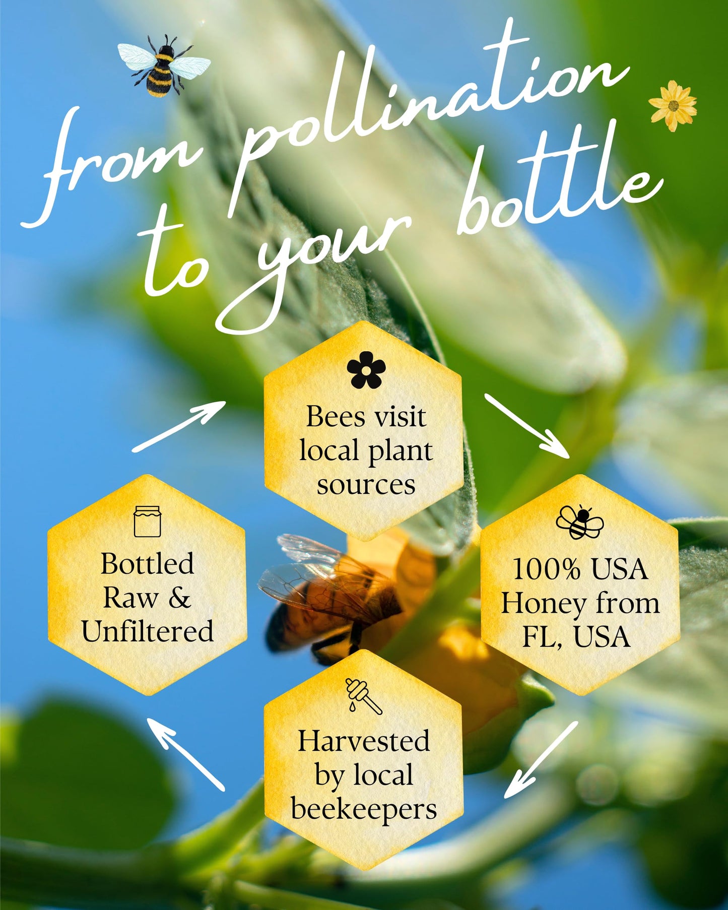 Orchard Pond Tupelo Honey - Rare Harvest From White Ogeechee Tupelo Trees, Handcrafted In North Florida, 100% Pure & Unheated -