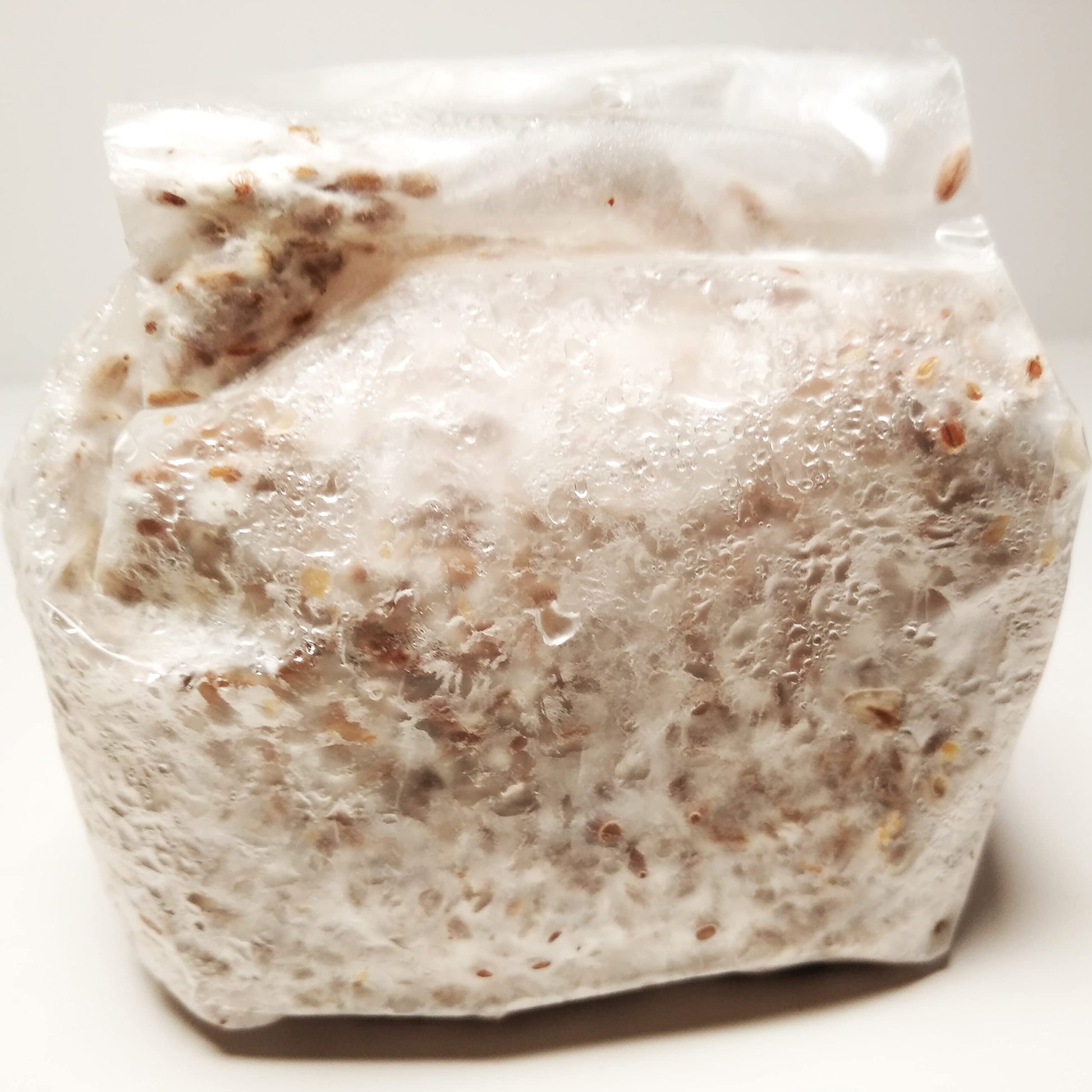 Golden Oyster Mushroom Grain Spawn - 1 lb. Freshly Made & Ready to Use