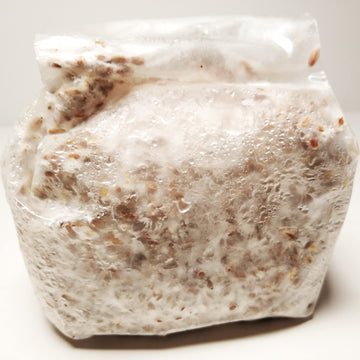 Golden Oyster Mushroom Grain Spawn - 1 lb. Freshly Made & Ready to Use
