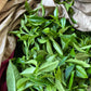 Arroyo Kitchen By Little Jasmine, Rose Oolong Tea, Premium Taiwanese Tea, Pyramid & Eco-Conscious Teabags, 100% Natural, For Hot