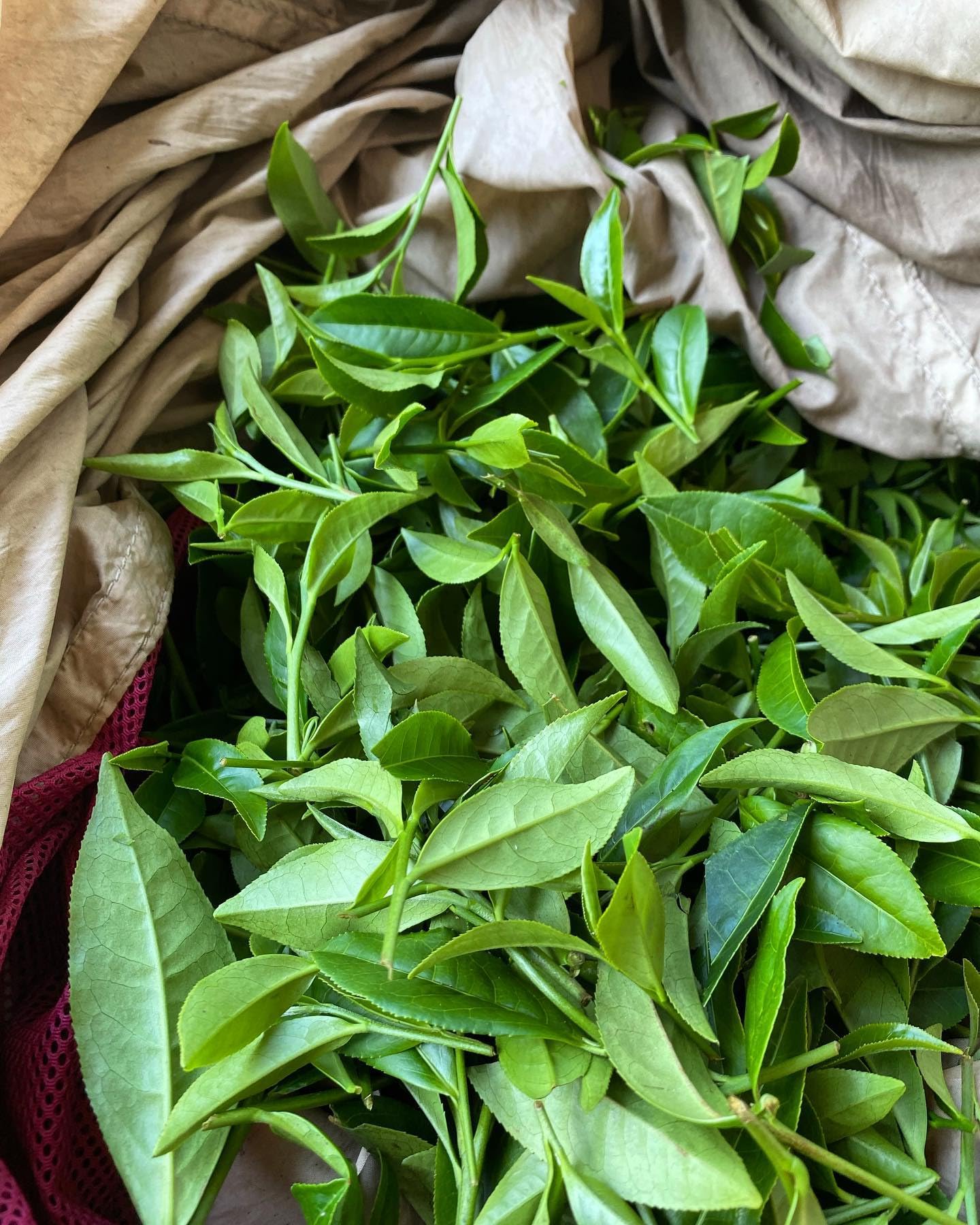 Arroyo Kitchen By Little Jasmine, Rose Oolong Tea, Premium Taiwanese Tea, Pyramid & Eco-Conscious Teabags, 100% Natural, For Hot