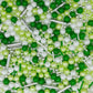 Green Series Sprinkles Candy Mix Size Edible Pearls Cake Decorations Cupcake Toppers Cookie Decorating Perfect For Wedding Party