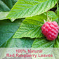 TEARELAE Raspberry Leaf Tea Bags - Non-GMO, Caffeine-Free, 60 Count