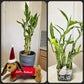 Lucky Bamboo 6 Plants 8 Inches Each, Free Butterfly Stake, Gift, Feng Shui, Indoor Plant, Bring Good Luck To Your Home, Perennia