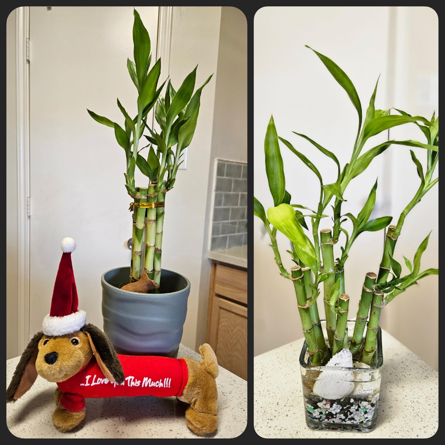 Lucky Bamboo 6 Plants 8 Inches Each, Free Butterfly Stake, Gift, Feng Shui, Indoor Plant, Bring Good Luck To Your Home, Perennia