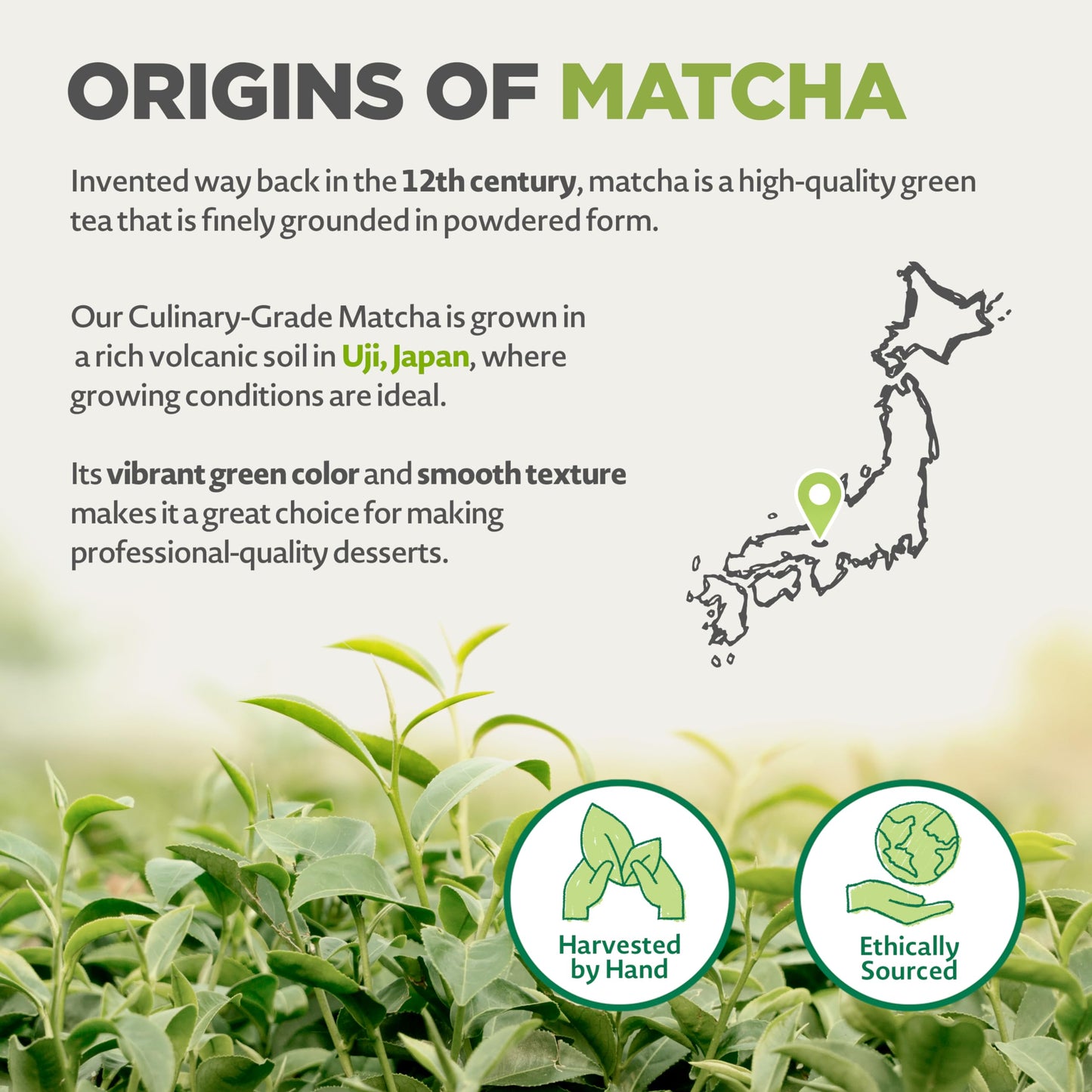 Japanese Organic Matcha Green Tea Powder - Culinary Grade - 100 Gr Tea Produced In Japan, Uji, Kyoto Use For Cooking, Baking, Sm