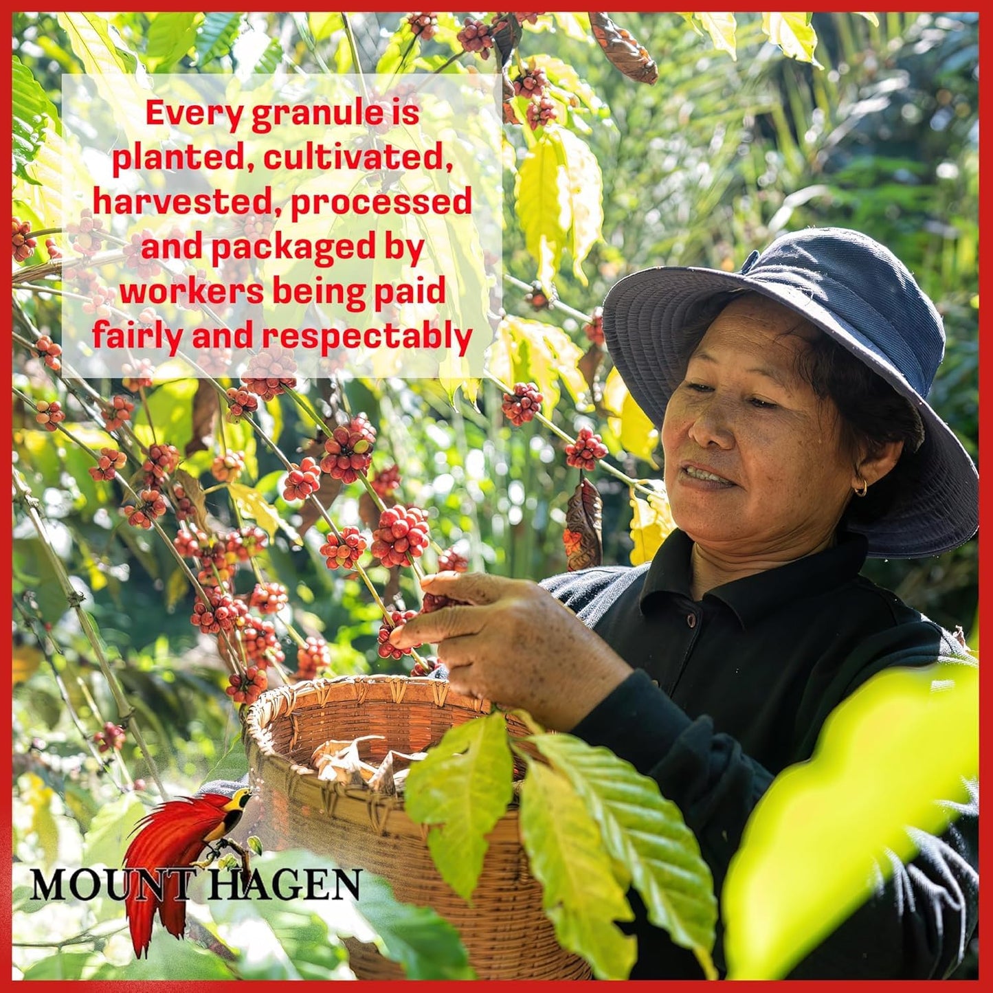 Mount Hagen Instant Espresso Coffee, Organic Medium Roast, Freeze Dried, Fair-Trade, 6 Pack (1.76 oz each)