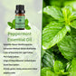 Yethious 2 Pack Lavender Peppermint Essential Oil Set Organic 100% Pure Undiluted Lavender Aromatherapy Oils For Diffuser, Skin,