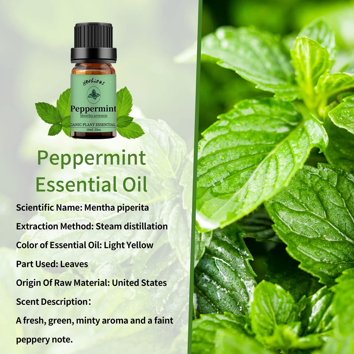 Yethious 2 Pack Lavender Peppermint Essential Oil Set Organic 100% Pure Undiluted Lavender Aromatherapy Oils For Diffuser, Skin,