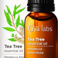 Gya Labs Pure Australian Tea Tree Oil For Skin, Hair, Face & Toenails (0.34 Fl Oz) - 100% Therapeutic Natural Melaleuca Tea Tree