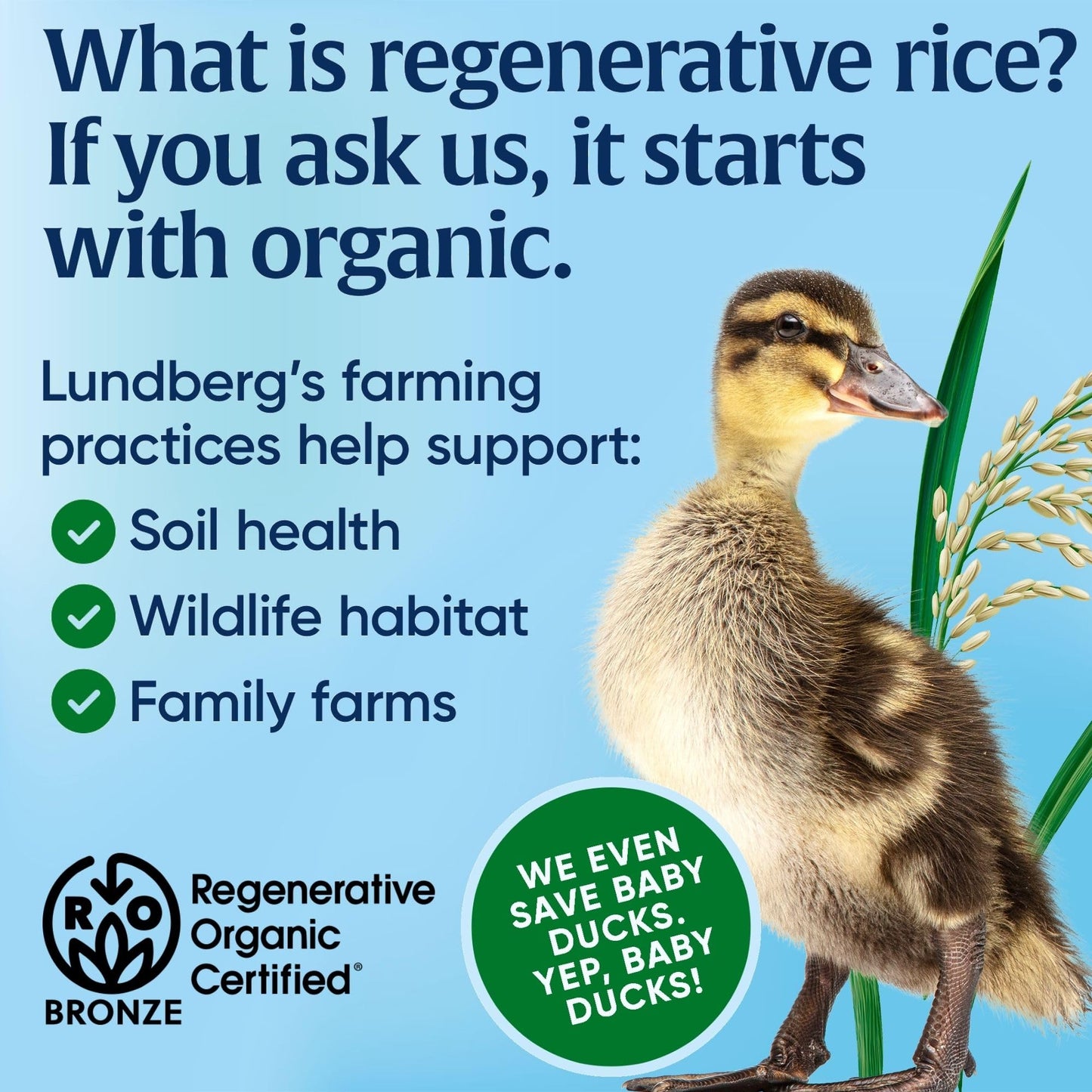 Lundberg Family Farms Organic Long Grain Rice Brown 32 Ounce
