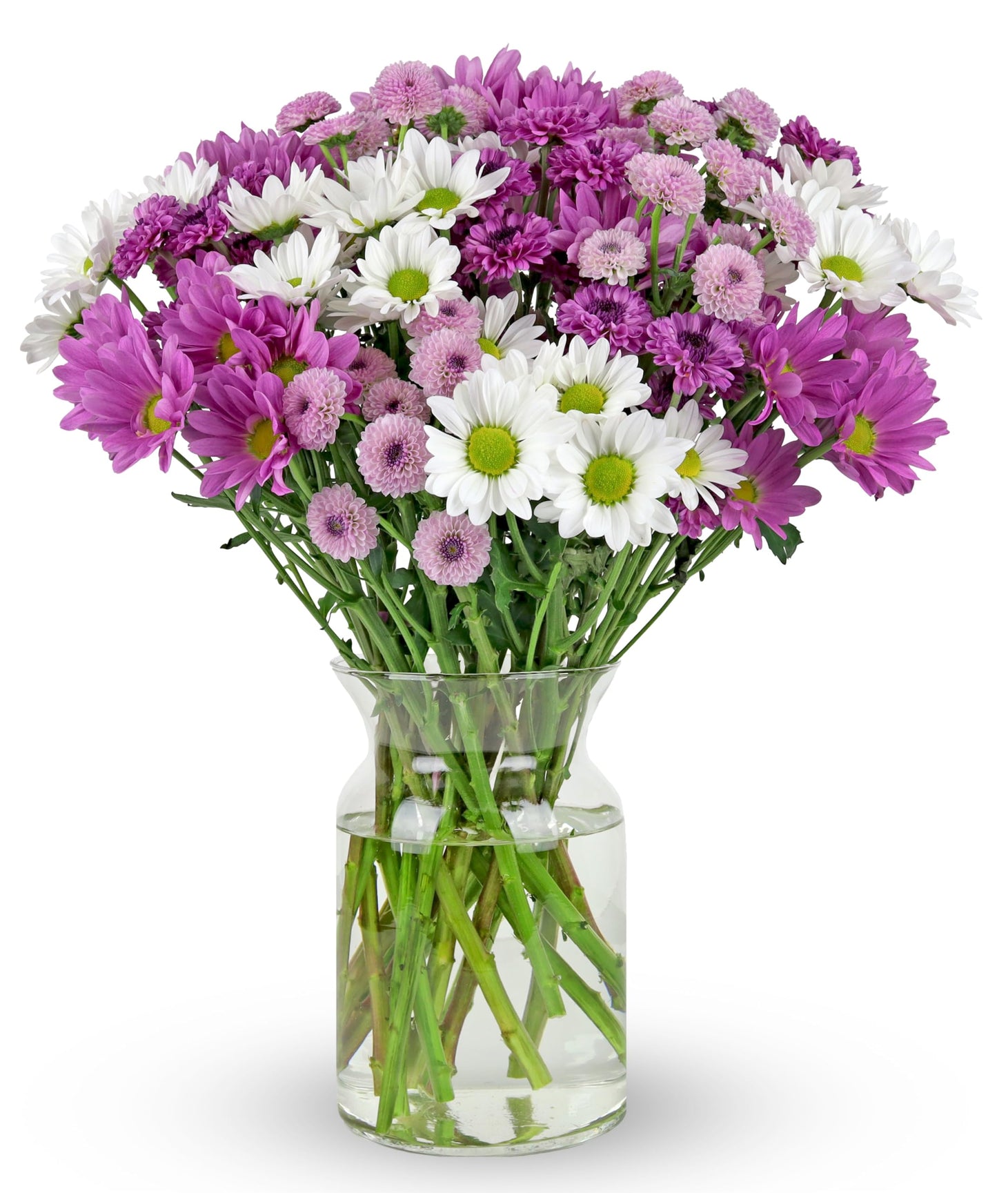 Benchmark Bouquets - 16 Stem Chrysanthemum Daisies (Glass Vase Included) - Fresh Flowers for Delivery - Gift for Graduation, Bir