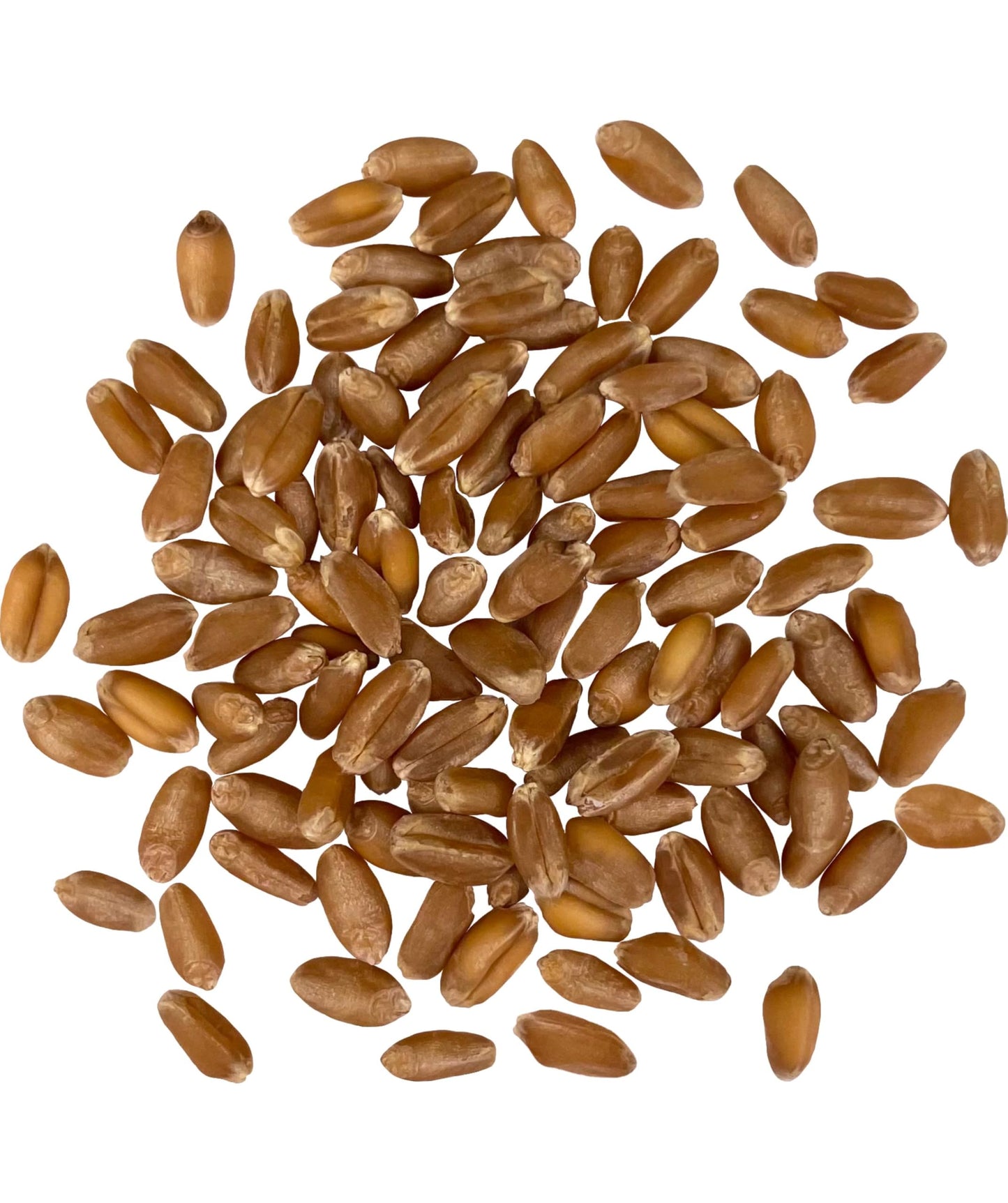 Palouse Brand Certified Glyphosate Residue Free Hard Red Winter Wheat Berries | 18 LBS | Family Farmed in Washington State | Non