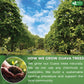 FRESHDRINKUS Guava Leaf Powder | Non-GMO, Gluten-Free, Vegan | 1.1oz