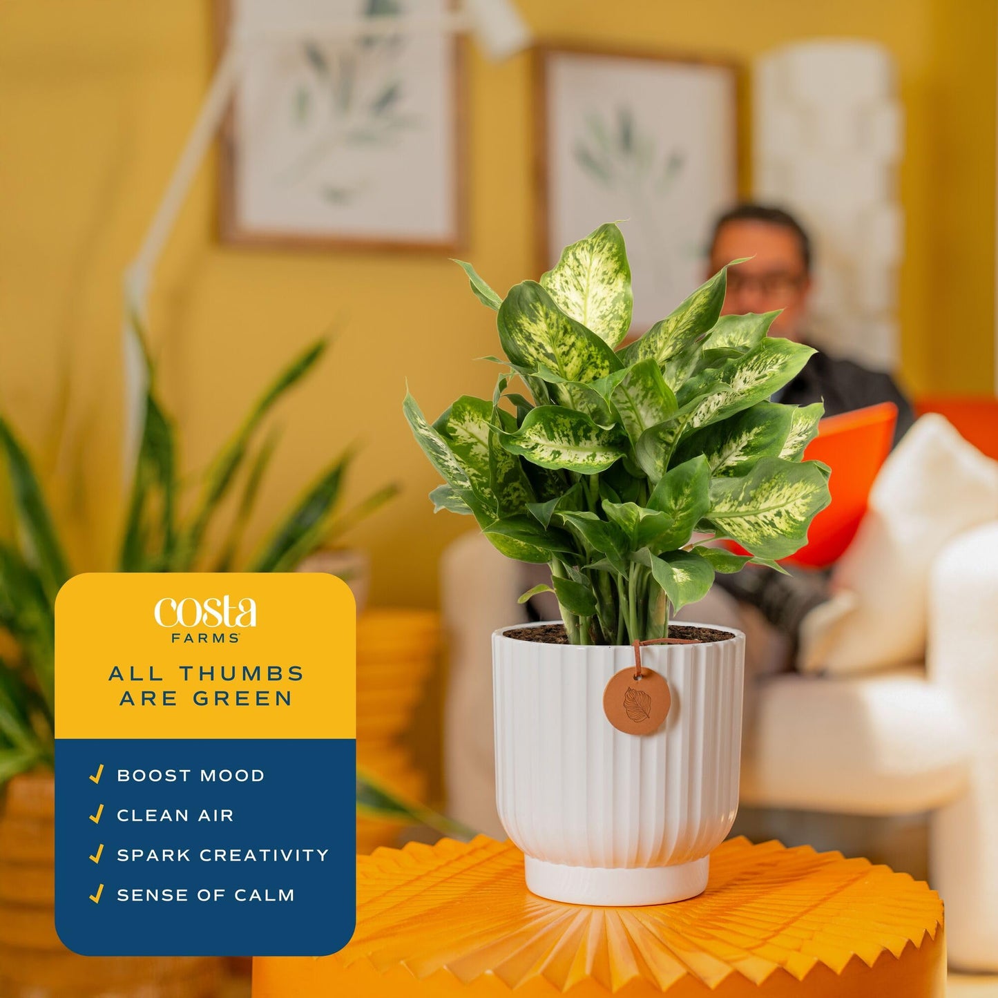 Costa Farms Dieffenbachia, Dumb Cane Live Plant in Decorative Pot, Easy to Maintain Indoor Houseplant, Perfect for Home, Room, o