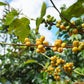Doanhdang - 17.6 Oz Enhanced Yellow Spirit-Inspired Flavor Whole Bean Coffee, 100% Medium Roast, Rich Flavor For Espresso Shot And Brew, Origin From Vietnam, Whole Med Roast Beans