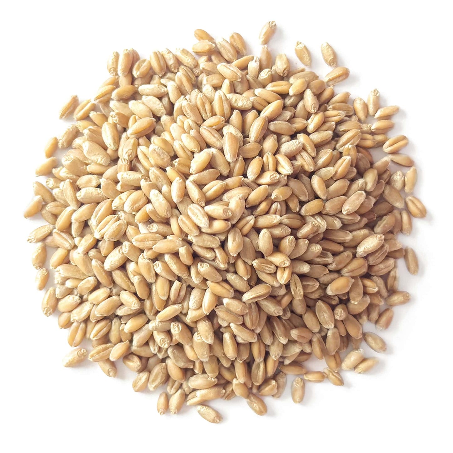 Food To Live Organic Soft White Wheat Berries, 1 Pound - Premium Non-Gmo Whole Grain Wheat For Milling, Sprouting, Cooking And B
