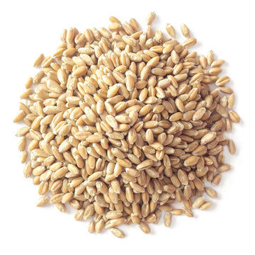 Food To Live Organic Soft White Wheat Berries, 1 Pound - Premium Non-Gmo Whole Grain Wheat For Milling, Sprouting, Cooking And B