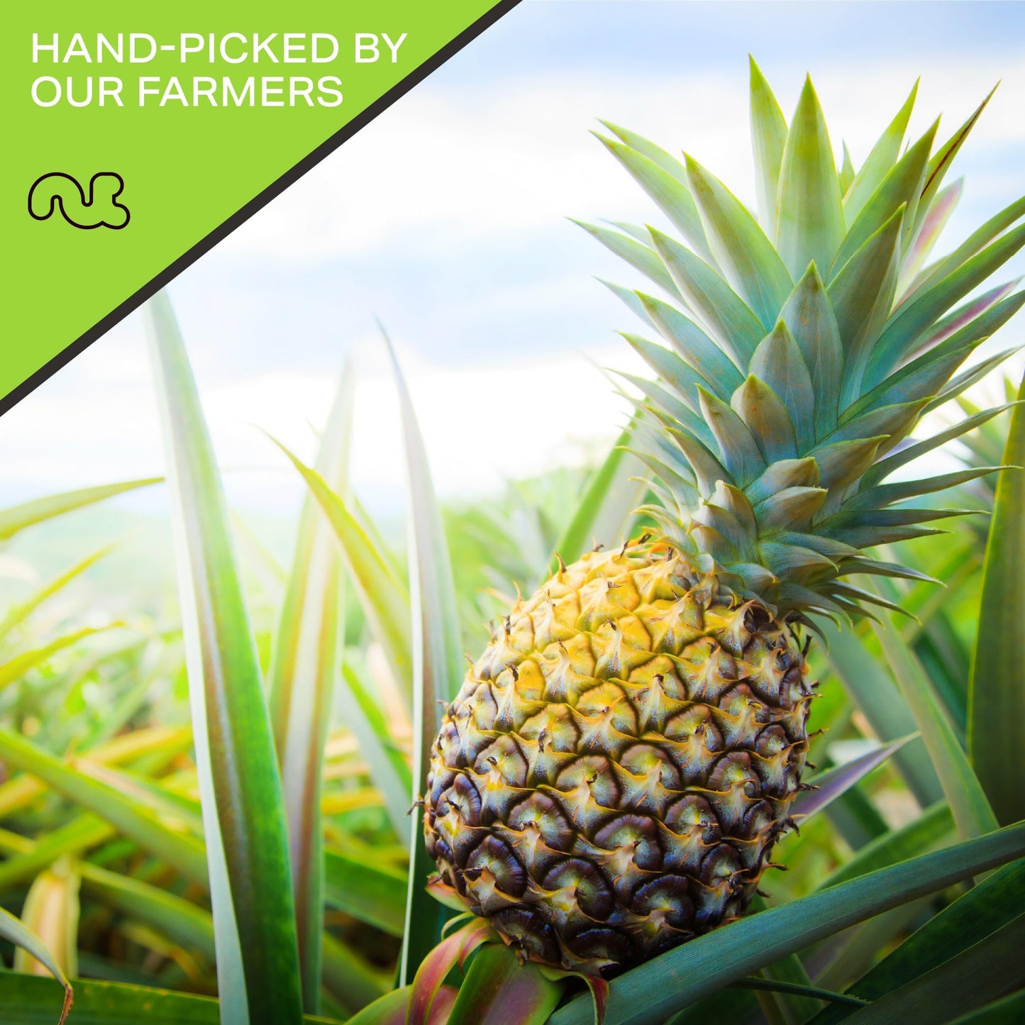 Nut Cravings Dry Fruits - Sun Dried Pineapple Chunks, With Sugar Added (8Oz - 1 Pack) Packed Fresh In Resealable Bag - Sweet Sna