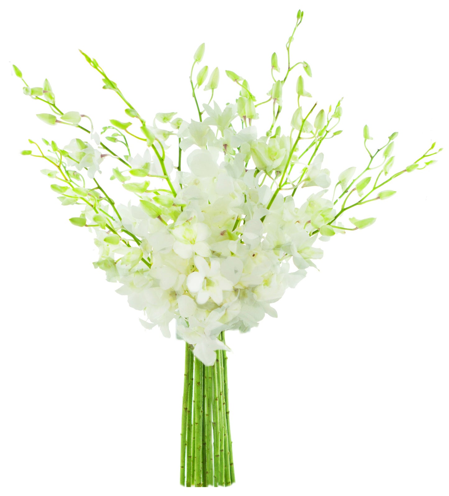 KaBloom Exotic Perla White Orchid Bouquet - 20 Fresh White Dendrobium Orchids, Gift for Birthday, Mothers Day, Valentines Day