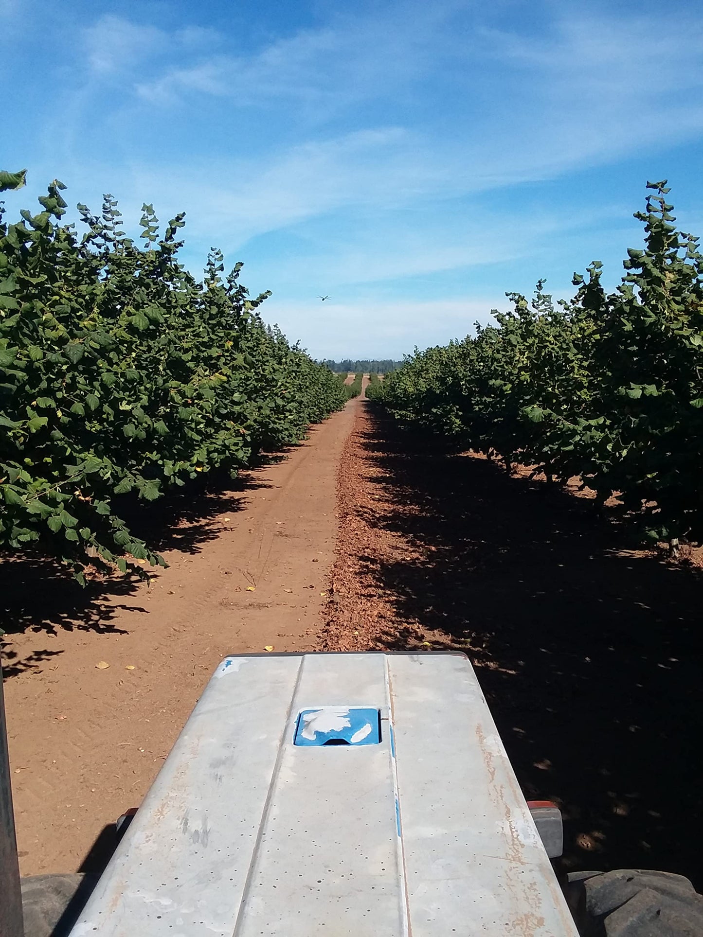 Generic Roasted Hazelnuts in Shell - 4 Lbs - Grown in Family Orchard, Washington State
