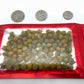 Buzz Buttons Aka Spilanthes, Holiday Themed, Naturally Cured, Small Size Edible Flower Gifts (1/4 Oz Love Nuts)