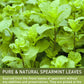Olvvla Spearmint Tea Bags - 100% Pure Natural - Caffeine-free Herbal Tea - 50 Count