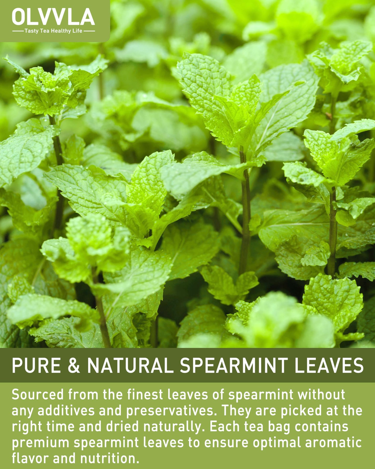 Olvvla Spearmint Tea Bags - 100% Pure Natural - Caffeine-free Herbal Tea - 50 Count