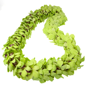 Fresh Cut Orchids Flower Leis, Fresh Orchids, Gorgeous Orchids: Long-lasting leis made of fresh cut orchids, for graduations, pa
