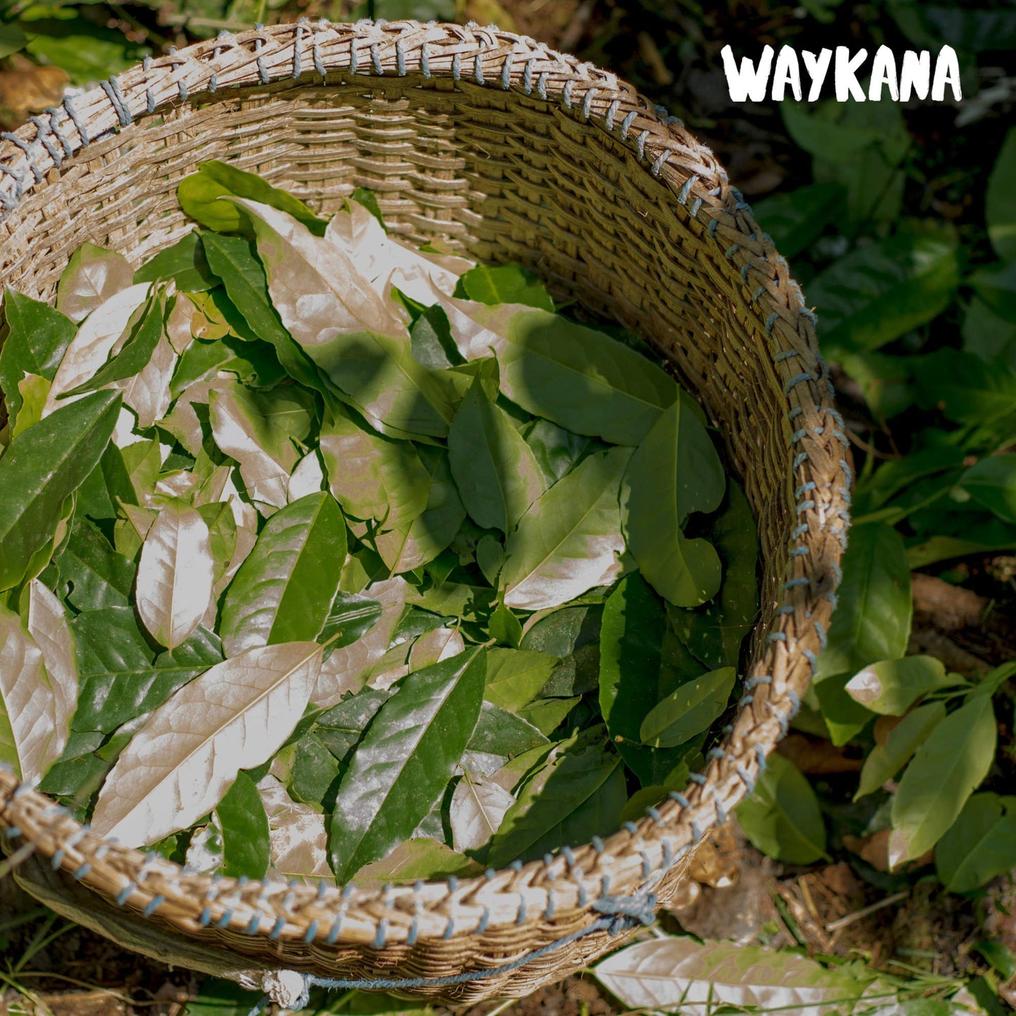 Organic Guayusa Cacao Tea Bags By Waykana, 96 Counts | Alternative To Yerba Mate, Coffee And Green Tea: Smooth Flavor No Bitter | Boost Performance, Energy & Mental Clarity
