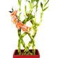 Fence 8 Braided Style Lucky Bamboo Plant Arrangement with Red Vase